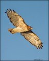 _2SB1420 red-tailed hawk